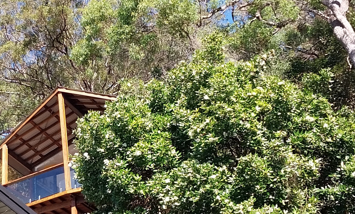 Cheero tree house